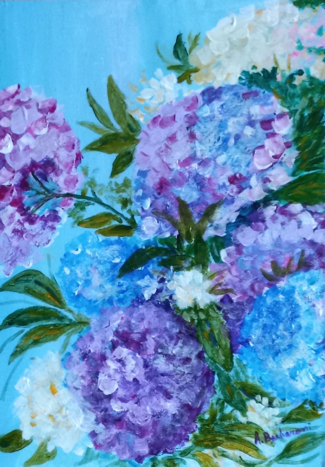 Ortensie